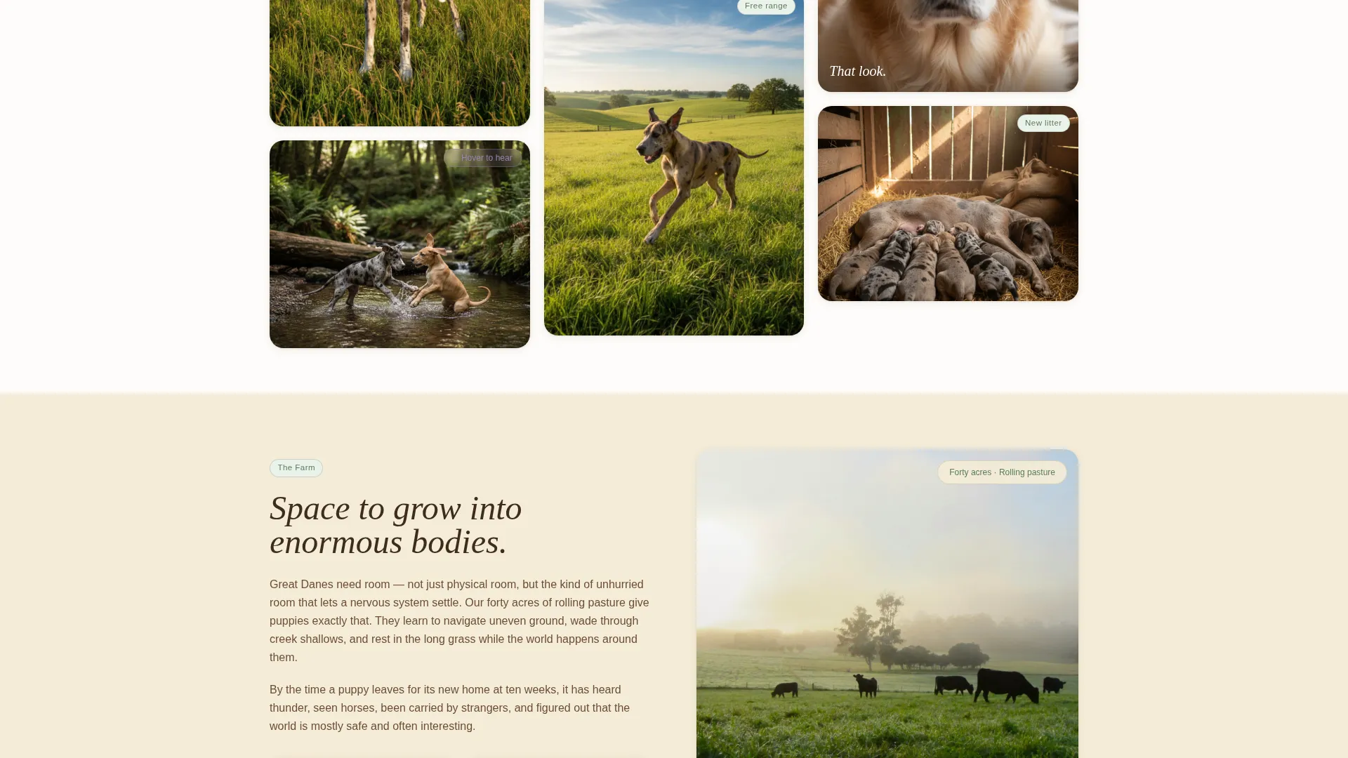Great Dane Breeder Landing Page Template
