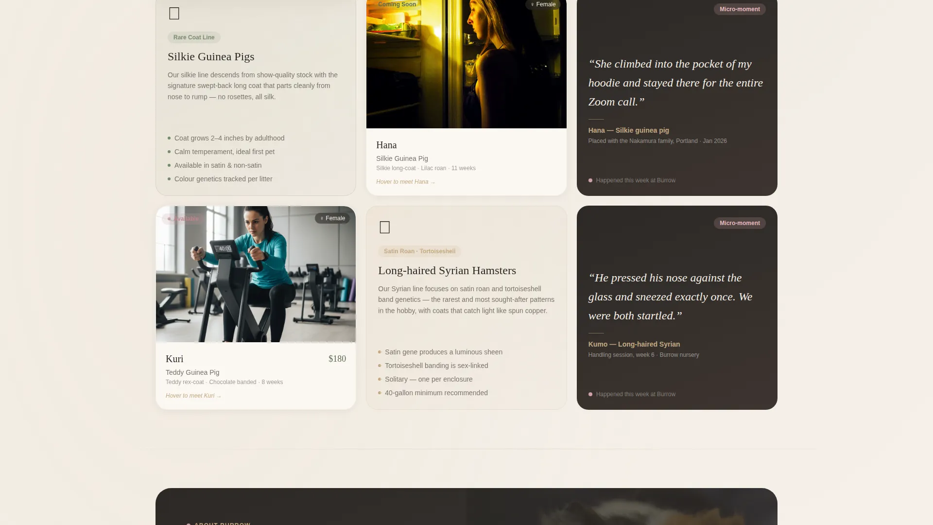 Hamster & Guinea Pig Breeder Landing Page Template
