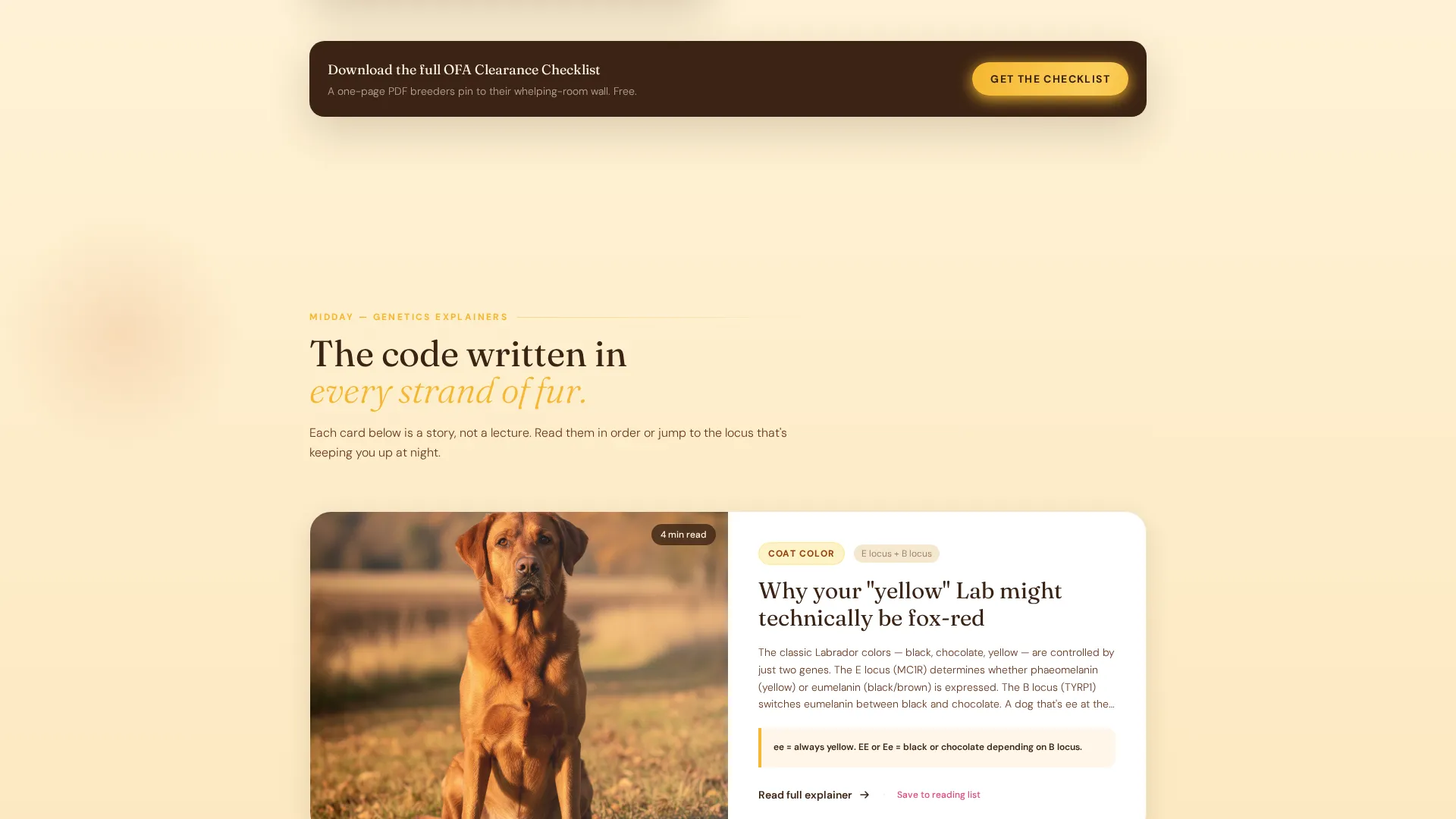 Dog Local Directory Website Template
