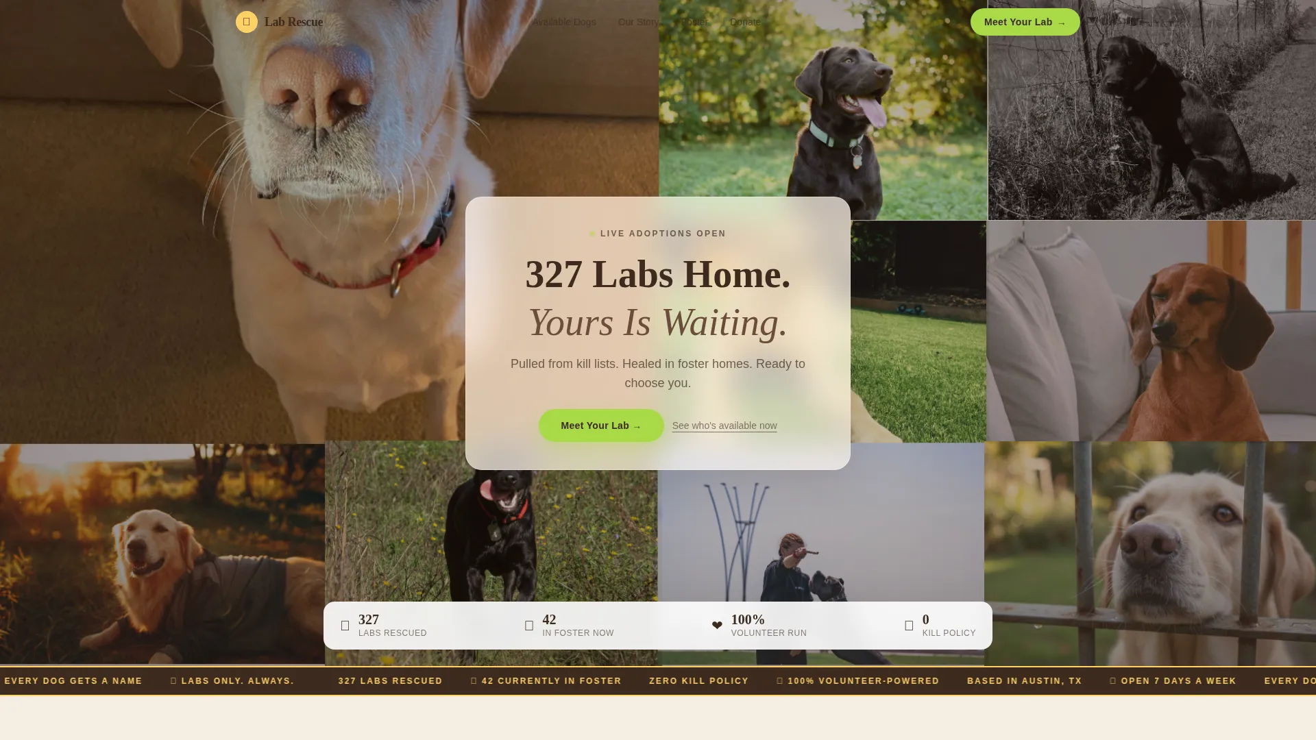 Dog Booking Website Template