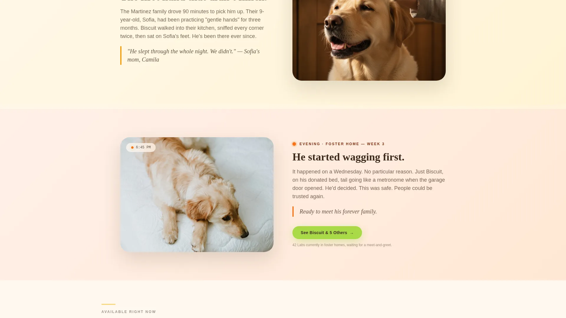 Dog Booking Website Template