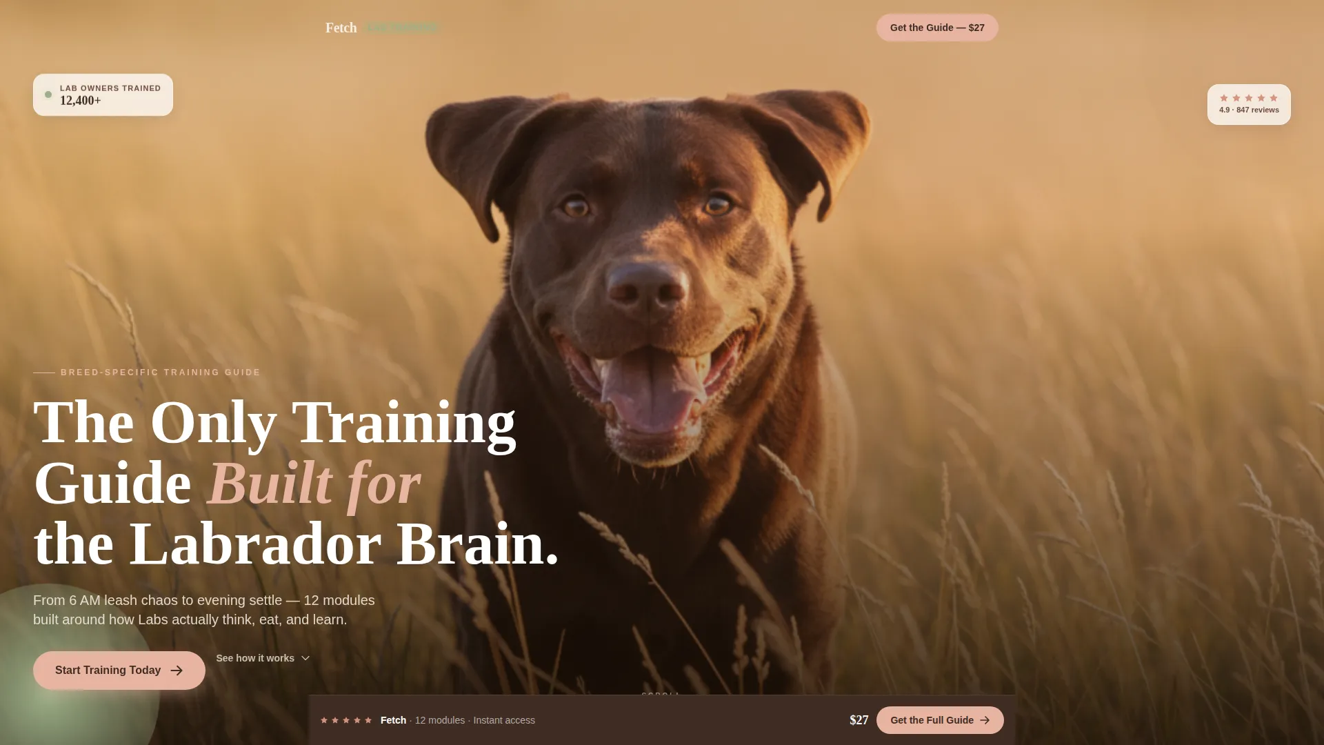 Dog Professional Website Template
