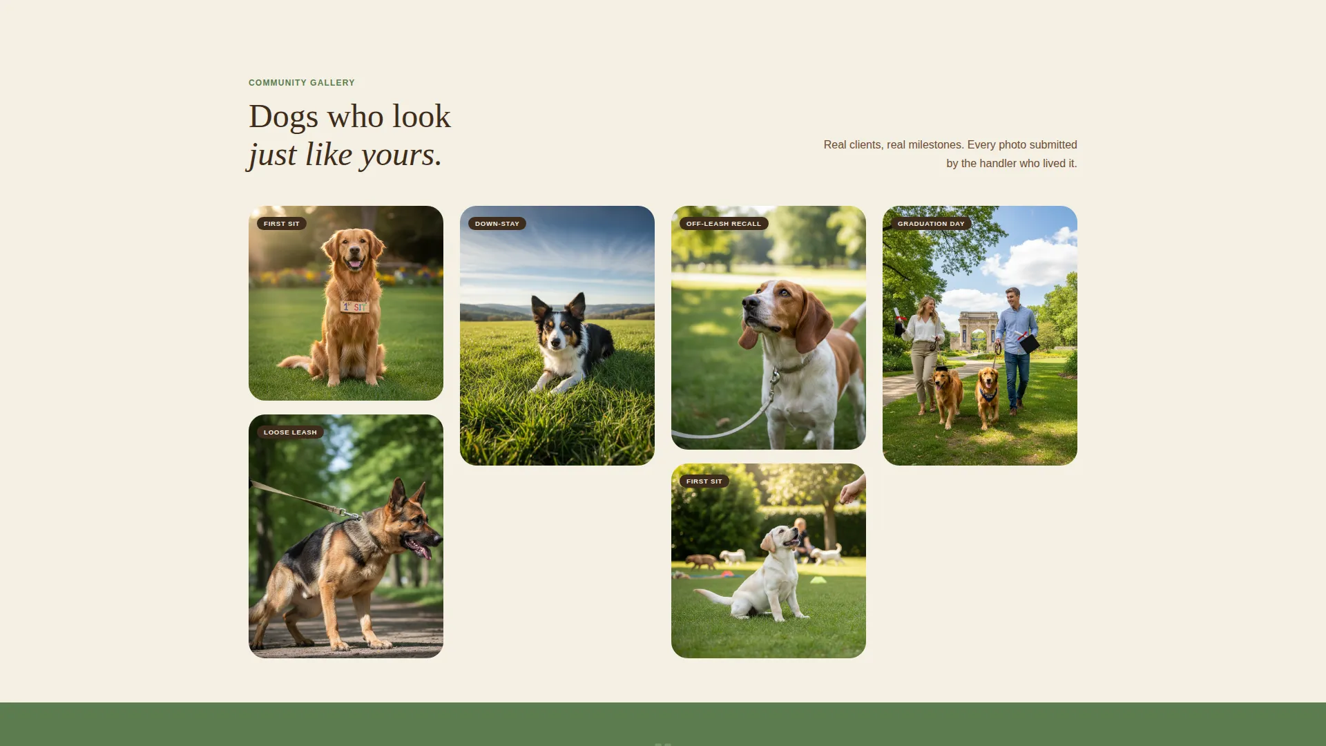Specialist Pet Training & Behavior Portfolio & Case Study Website Template