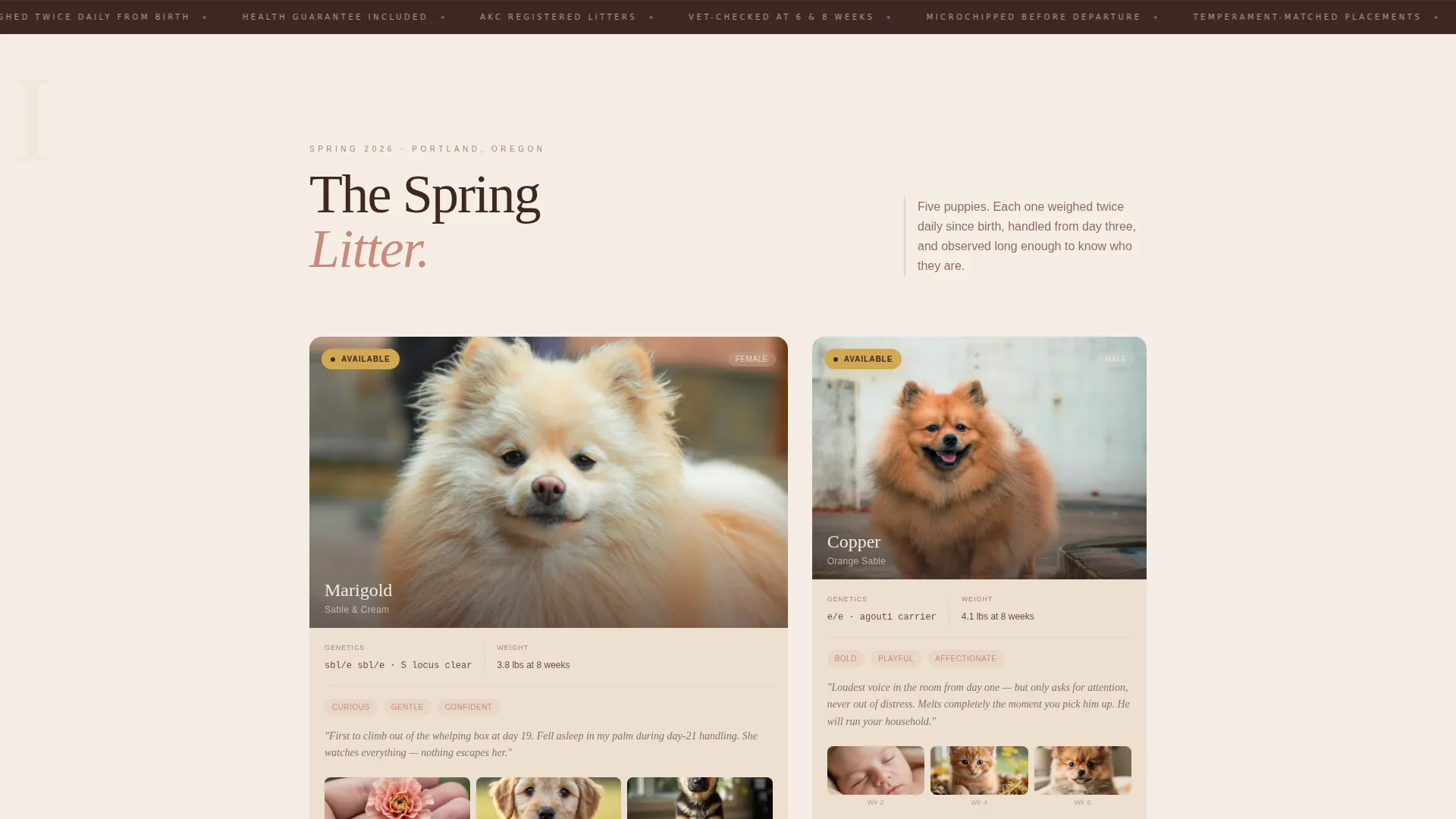 Artisan Pomeranian Breeder Landing Page Template