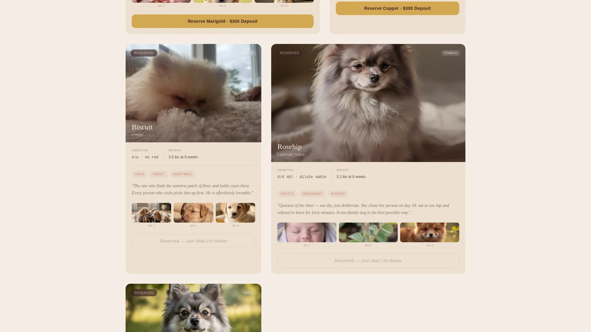 Artisan Pomeranian Breeder Landing Page Template