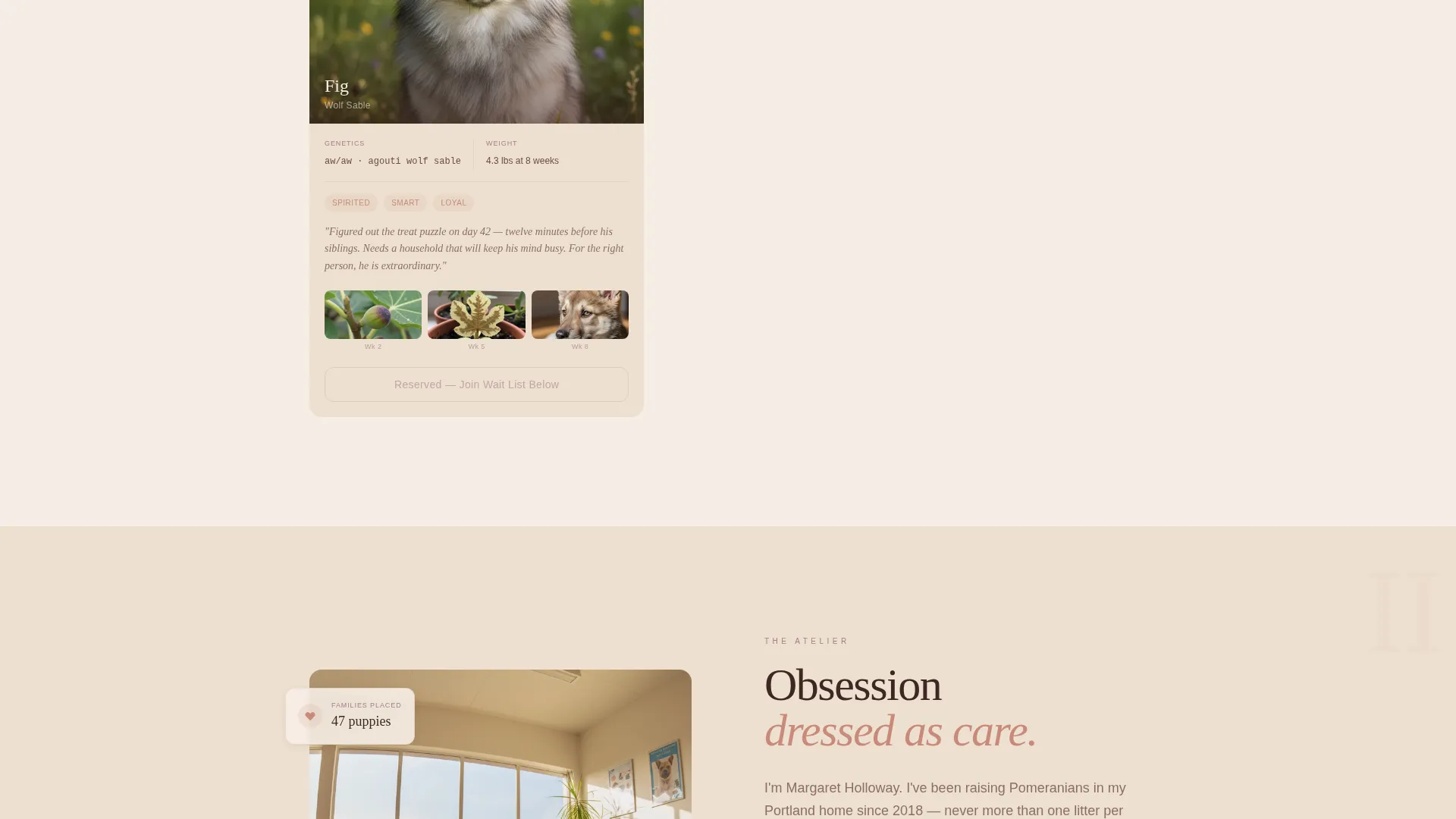 Artisan Pomeranian Breeder Landing Page Template