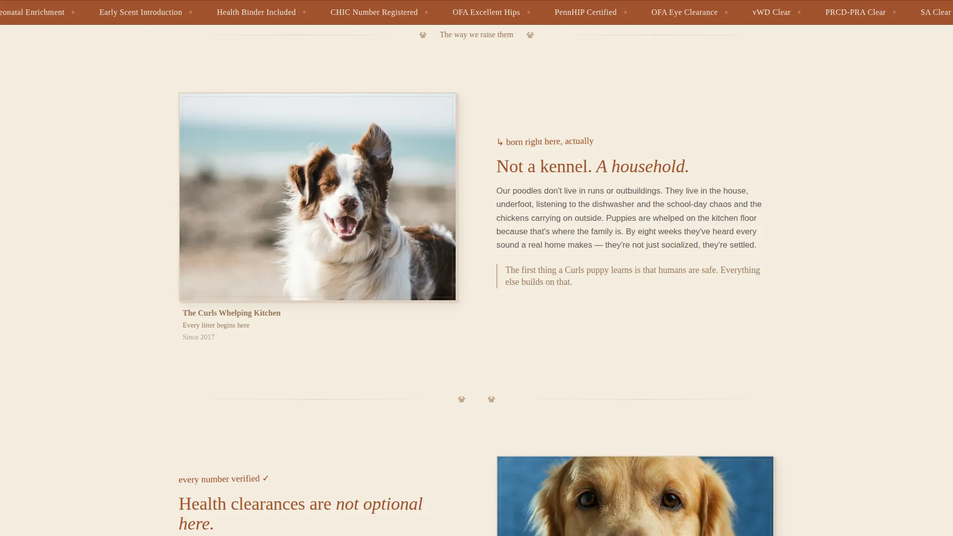 Dog Professional Website Template