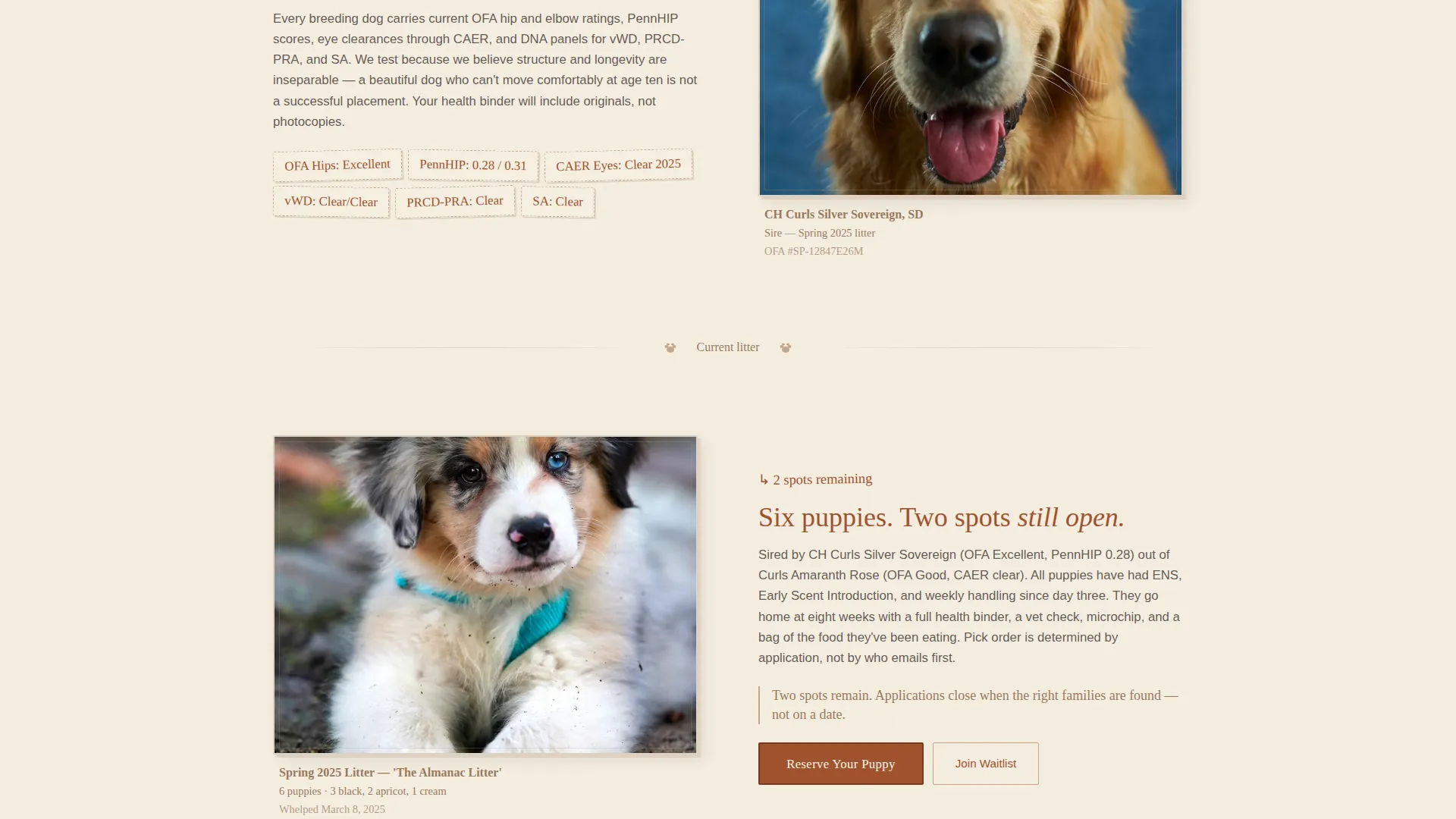 Dog Professional Website Template