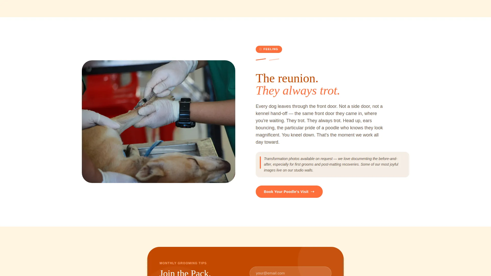 Dog Booking Website Template