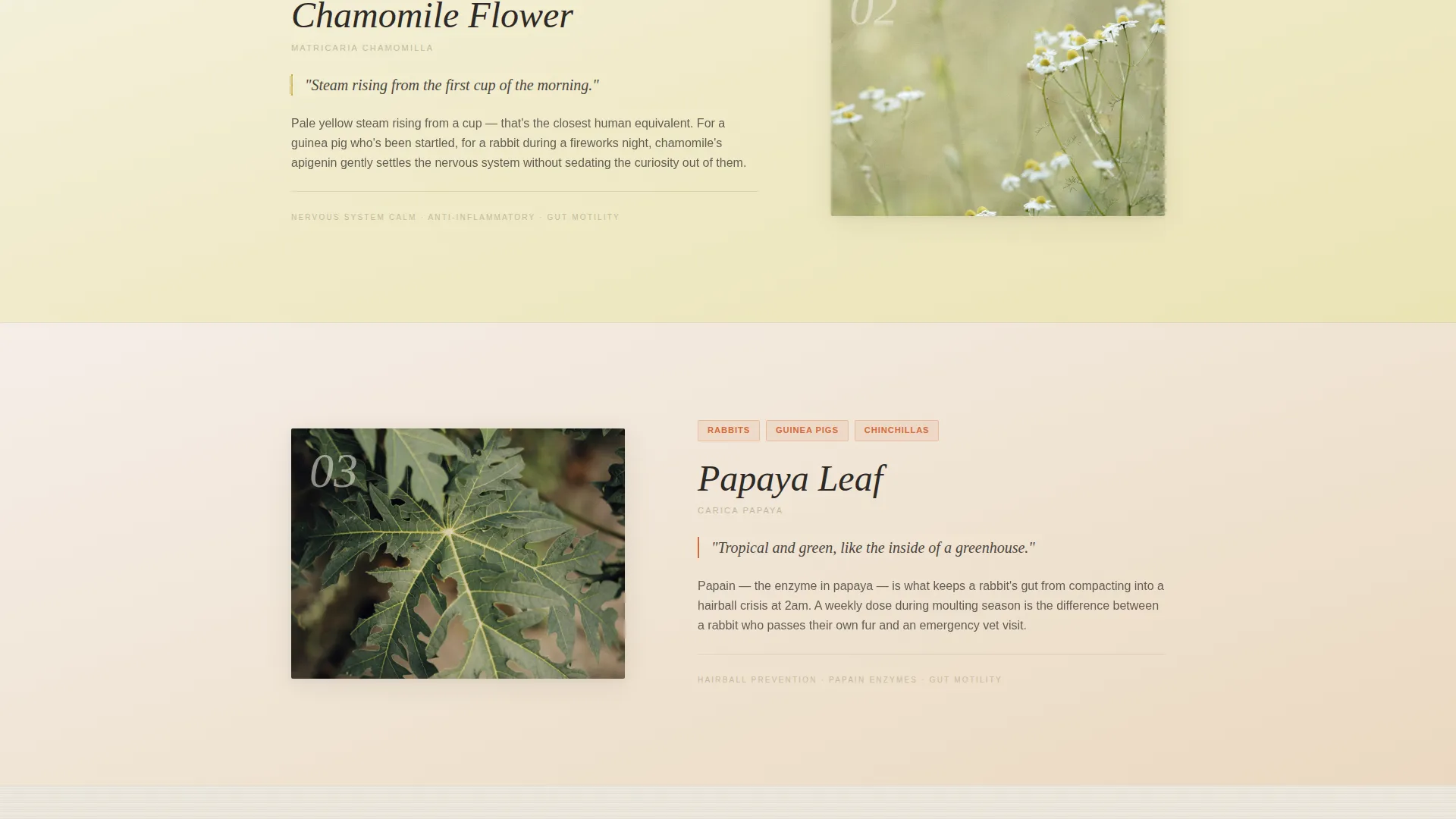 Artisan Small Animal Supplement Landing Page Template