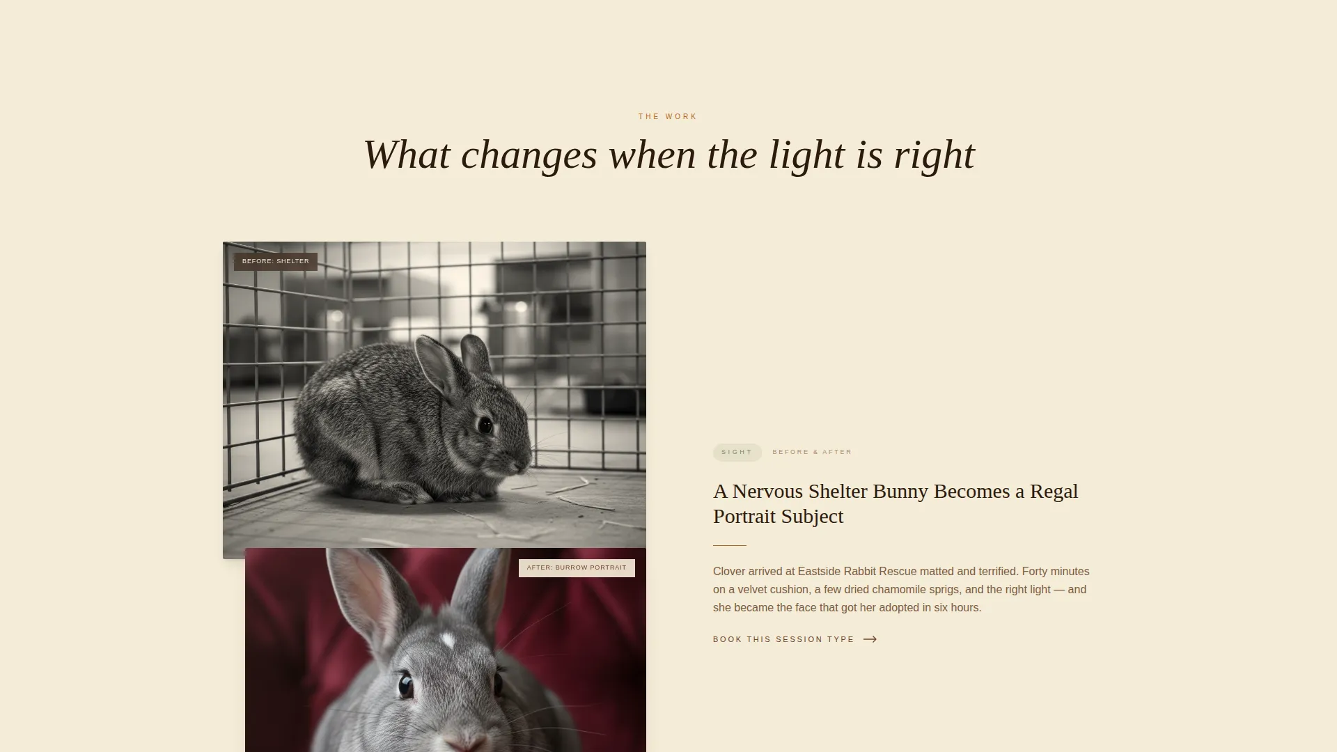 Rabbit & Small Animal Photography Landing Page