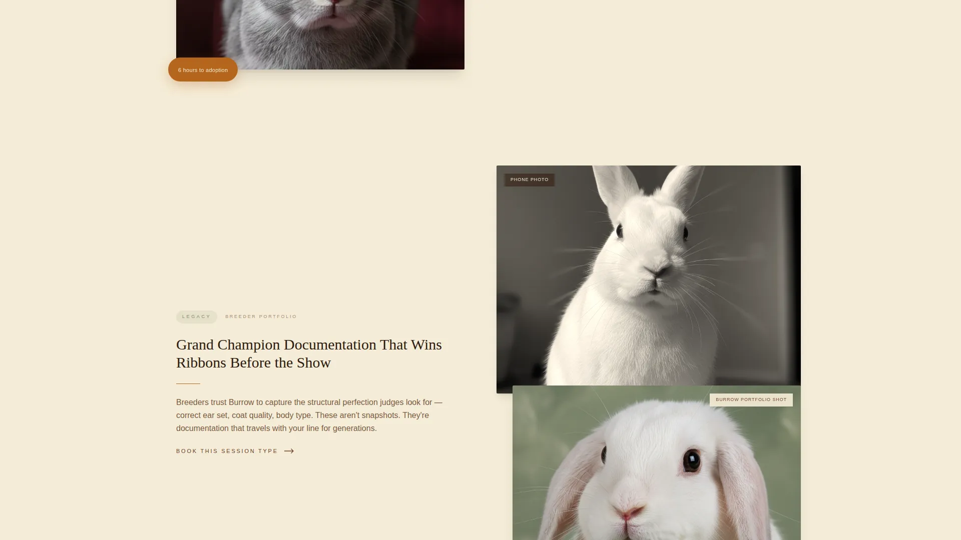 Rabbit & Small Animal Photography Landing Page