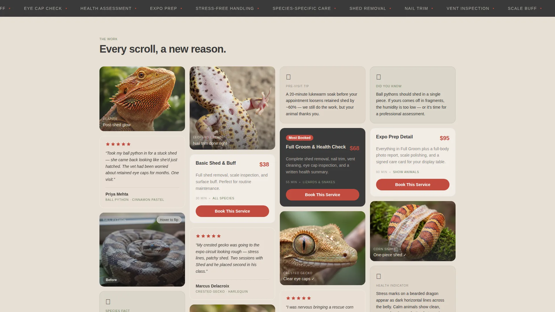 Reptile Grooming Service Landing Page Template