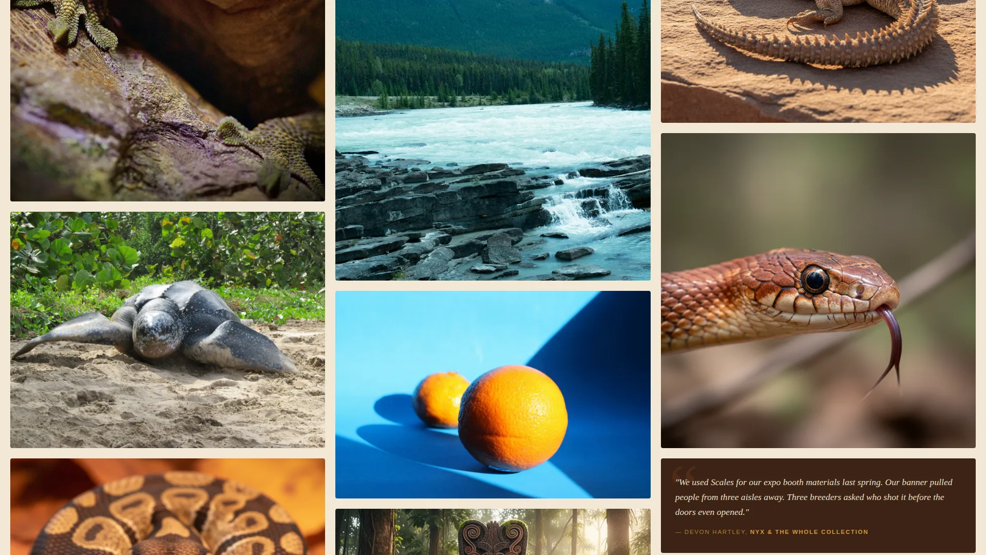Reptile Photography Service Landing Page Template