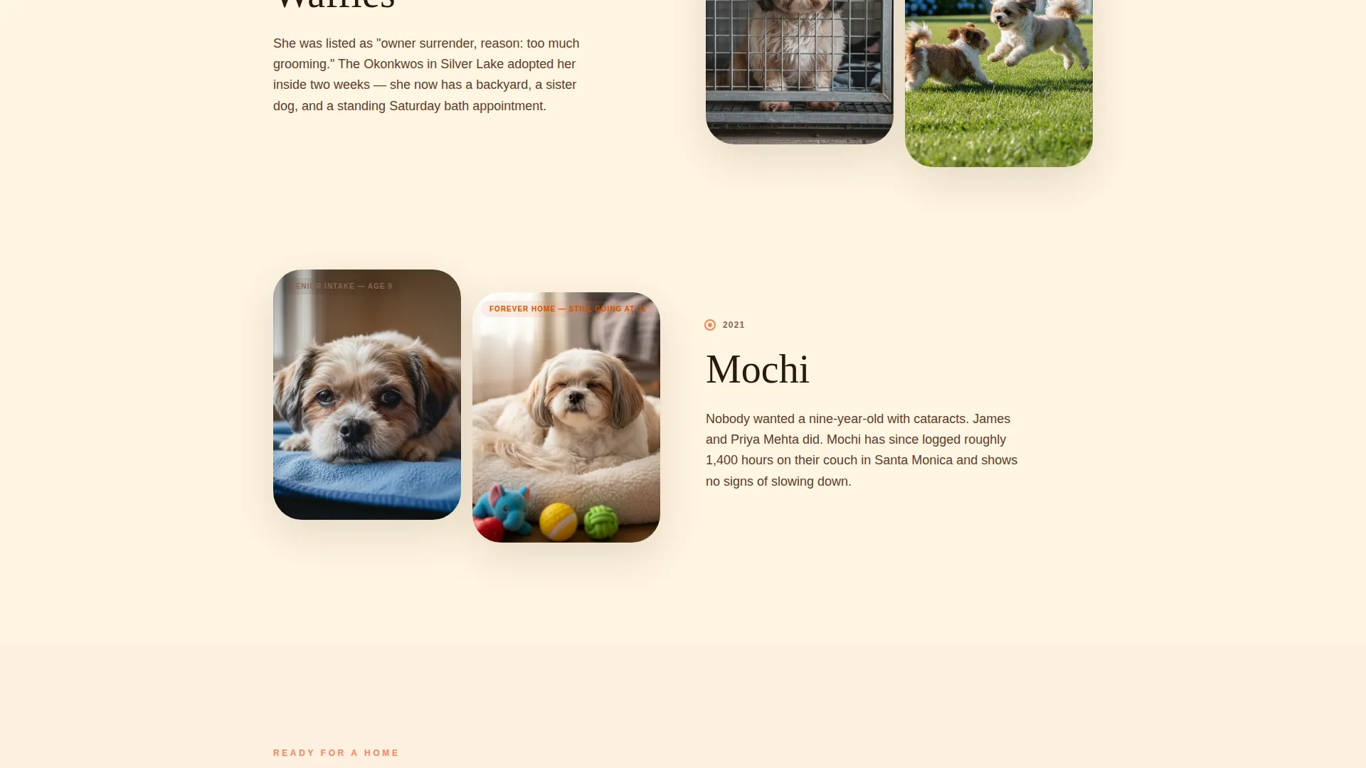 Shih Tzu Rescue & Adoption Landing Page Template