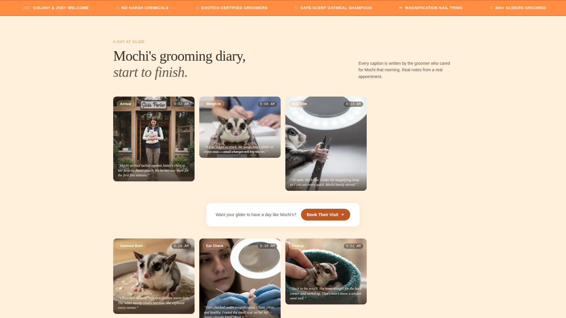 Sugar Glider Grooming Landing Page Template