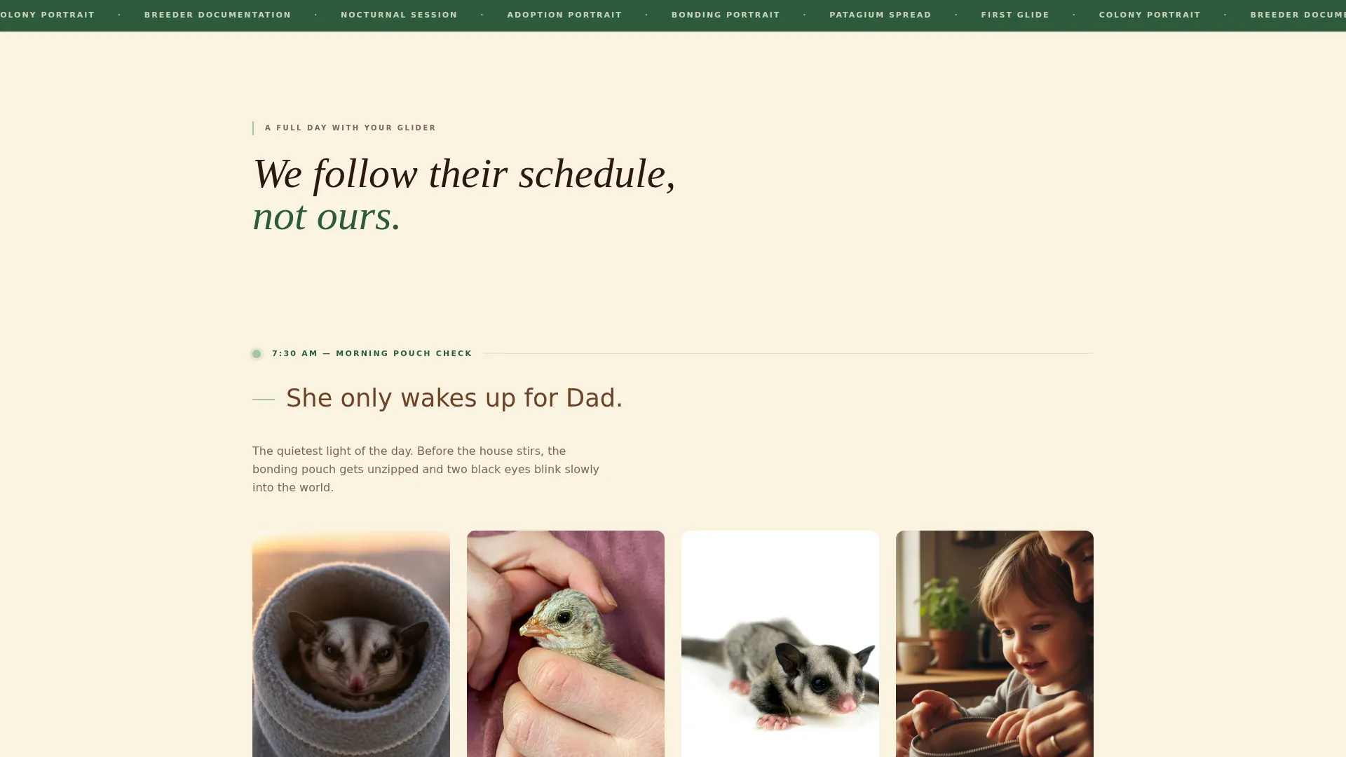 Sugar Glider Photography Landing Page Template