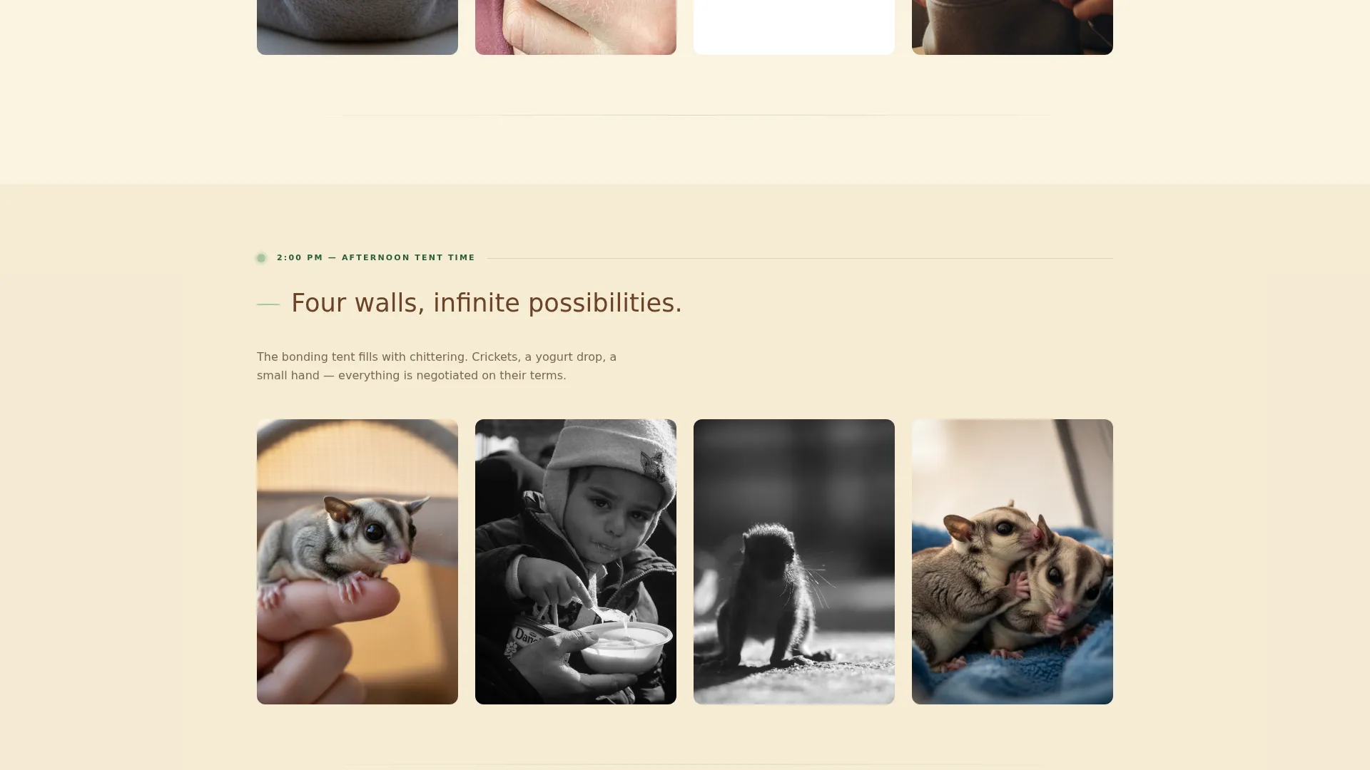 Sugar Glider Photography Landing Page Template