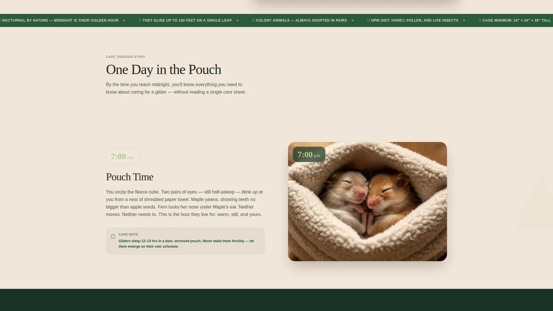 Sugar Glider Rescue Adoption Landing Page Template