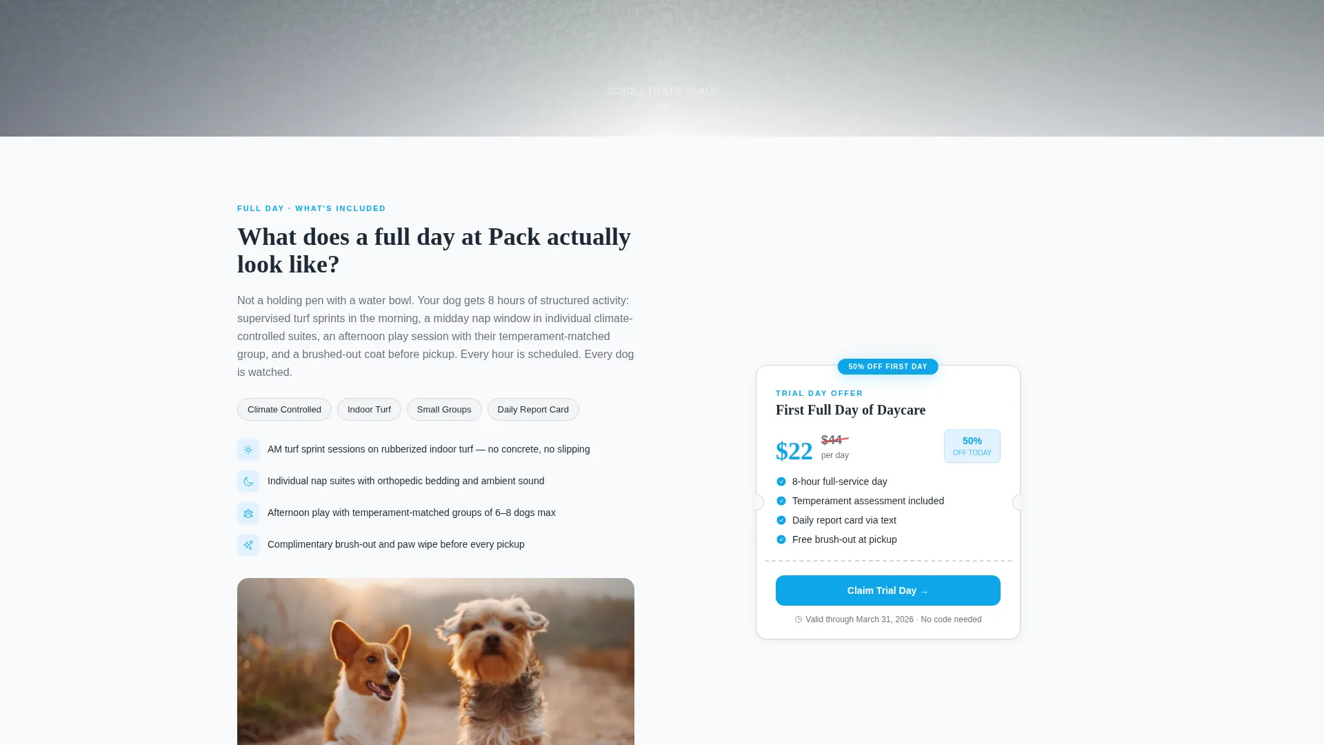 Premium Dog Daycare Coupon & Discount Landing Page