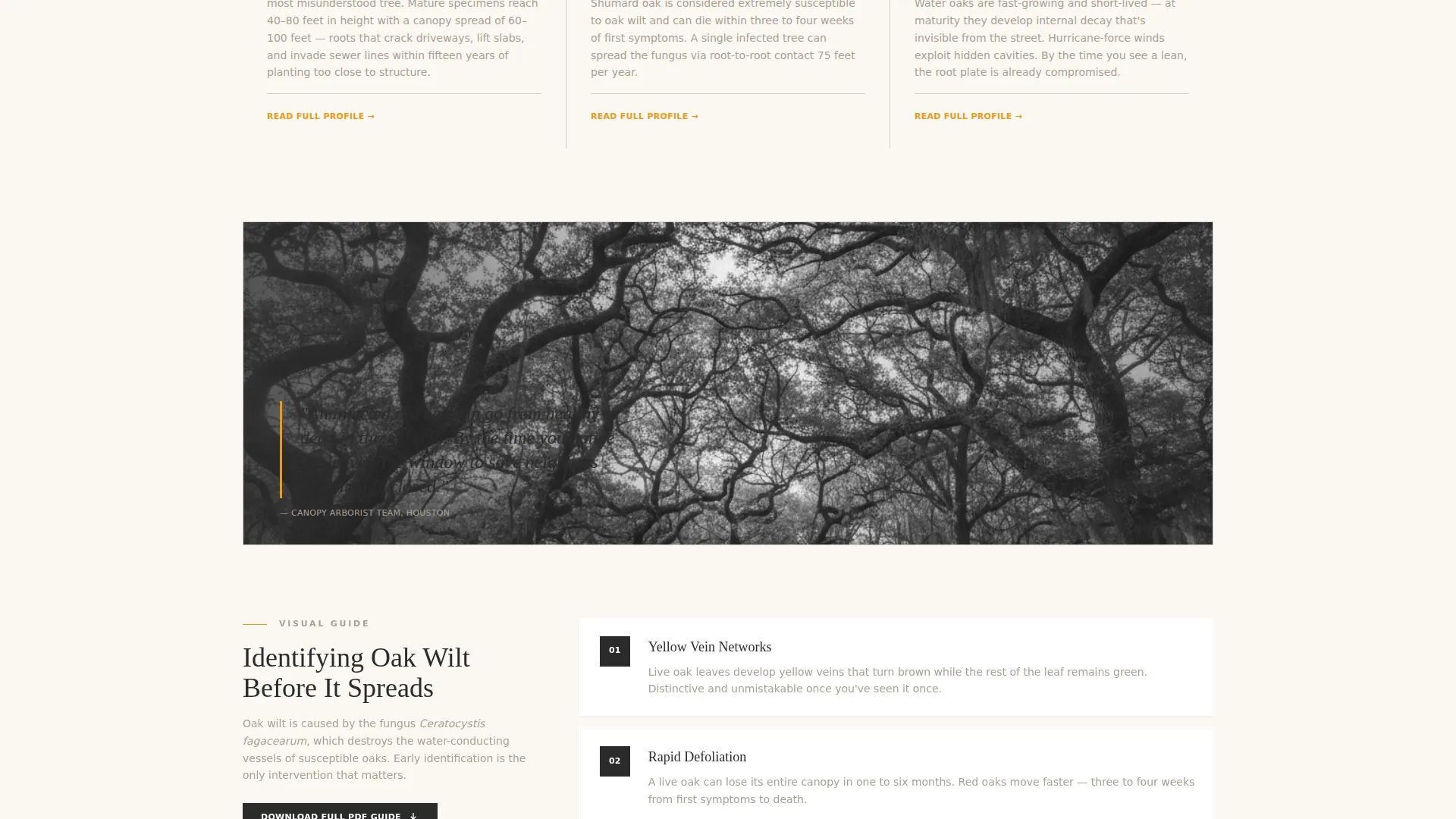 Licensed Tree Removal | Free Website Template | Rocket