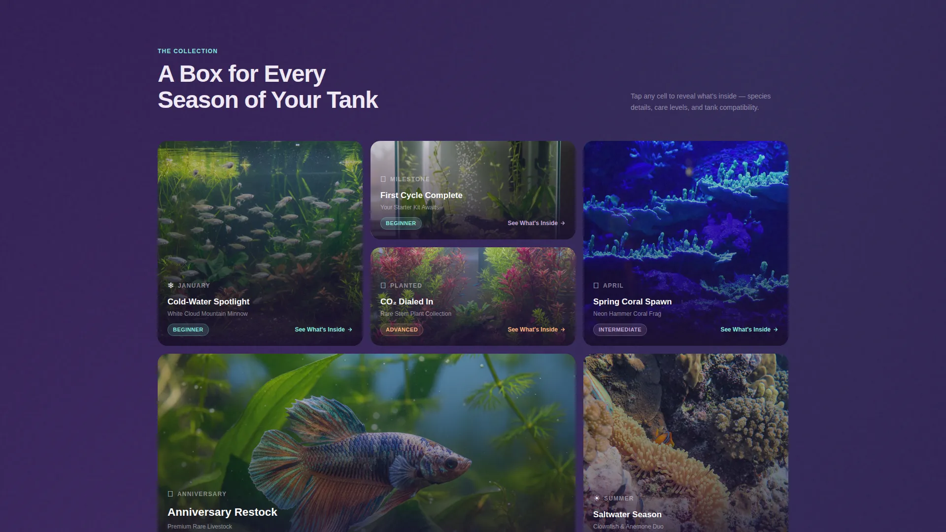 Subscription Box Specialist Professional Website Template
